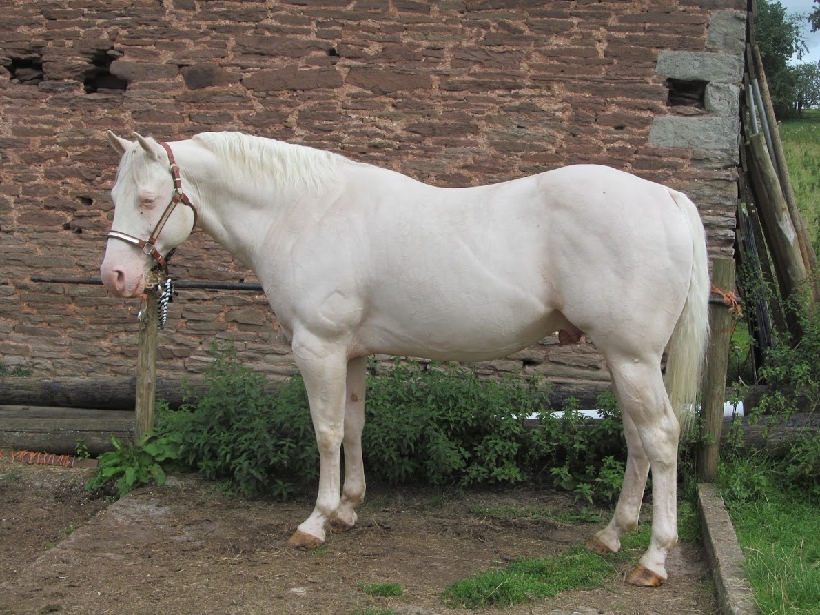 Quarter Horse stallion, Rowley Late Arrival